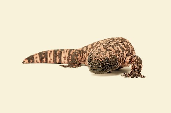A study of the venom of the Gila monster has led to a new breed of weight-loss drugs.