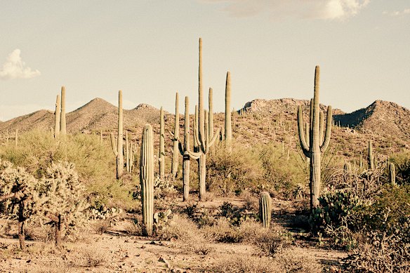 The Sonoran Desert in Arizona.