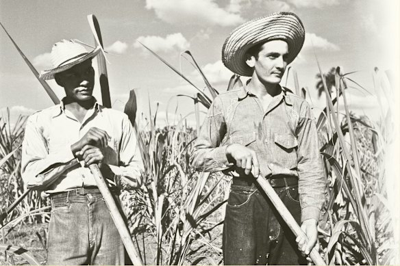 Farming sugar cane in Cuba in 1946. Fidel Castro nationalised the production of sugar after his revolution.