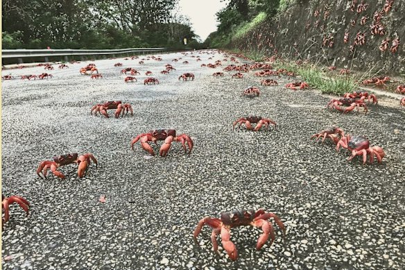 The march of the red crabs on Christmas Island, Australia.  