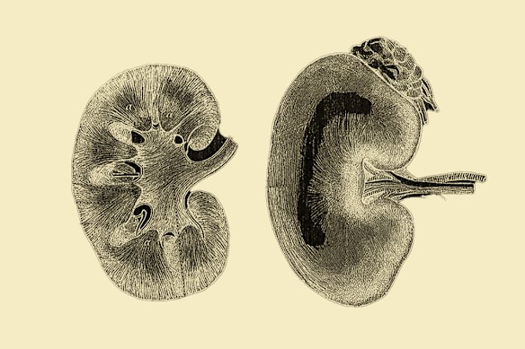 Kidneys are the most in-demand organs for transplants. 