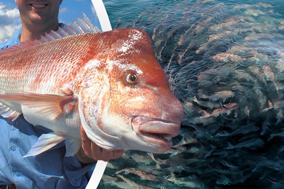 The WA government has introduced a widespread demersal fish ban.