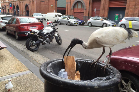 ‘Bin chicken’ is slang for an ibis because the wetlands bird has adapted to urban living by scavenging in bins.
