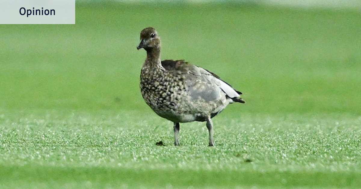 How the AFL began the successful South Australian event and what it needs to do next