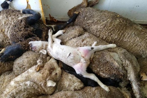 Horrifying images from the Awassi Express trip in 2017 in which 2400 sheep died.