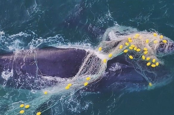 The humpback mother and calf caught in a shark net off Noosa on Thursday