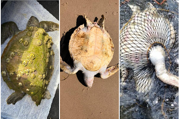 Dozens of turtles have been washed up dead in Moreton Bay and Bribie Island.