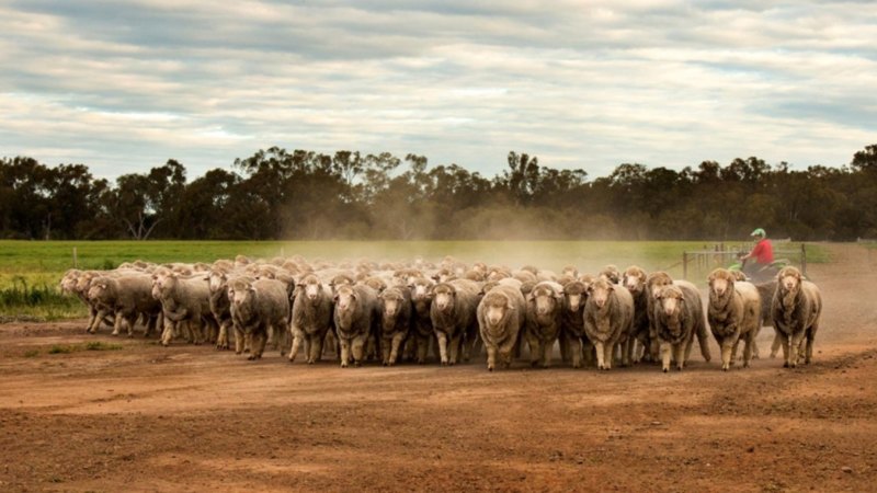 The acquisition of the Australian Food & Agriculture Company for $780 million includes 95,000 merino sheep.