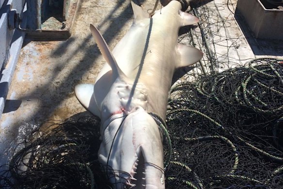 A dead grey nurse shark, entangled in a mesh net off the coast of NSW. Image obtained from the NSW government under FOI.