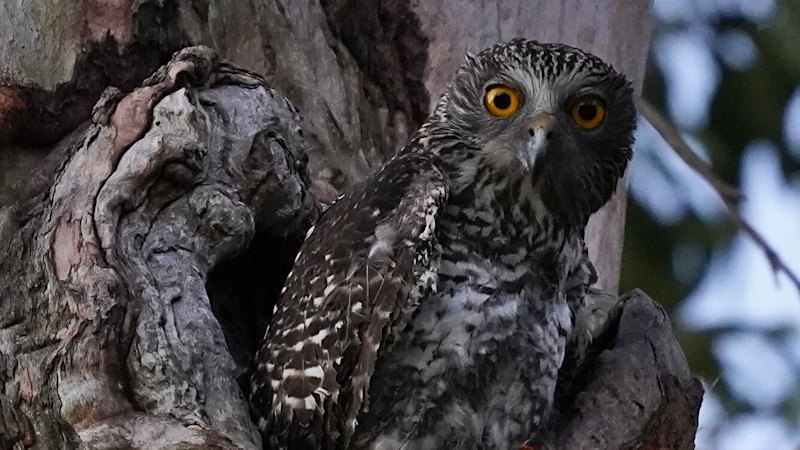 Rodent poisons face new restrictions and could be pulled from sale