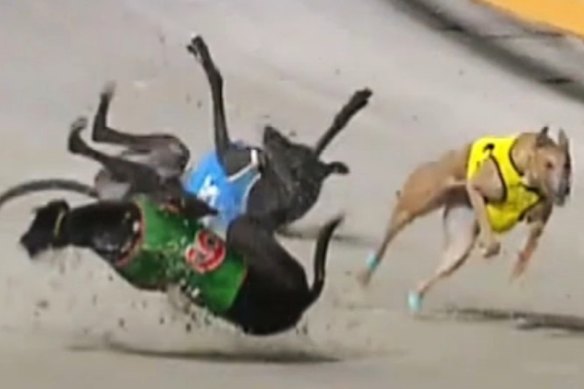 A high-speed collision during a greyhound race at The Q in May at one of the new venue’s warm-up races.