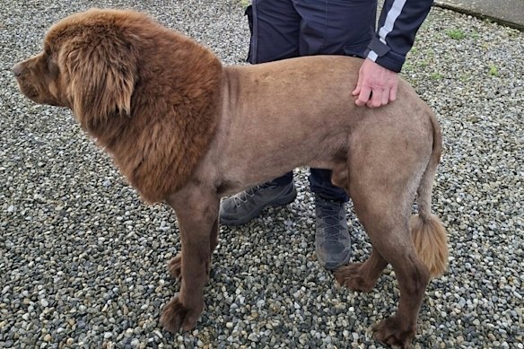 A photograph released by Ireland’s police force, known as An Garda Síochána, showing Mouse, the dog who was mistaken for a lion.