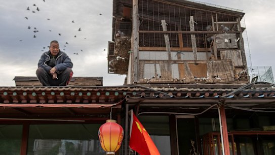 Zhang Jianquan, a veteran keeper, allows his pigeons to roam the skies over Beijing twice a day. They almost always return home to their loft cage above his home in the city’s Xicheng district.