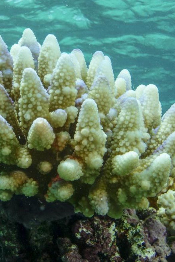 Great Barrier Reef coral bleaching