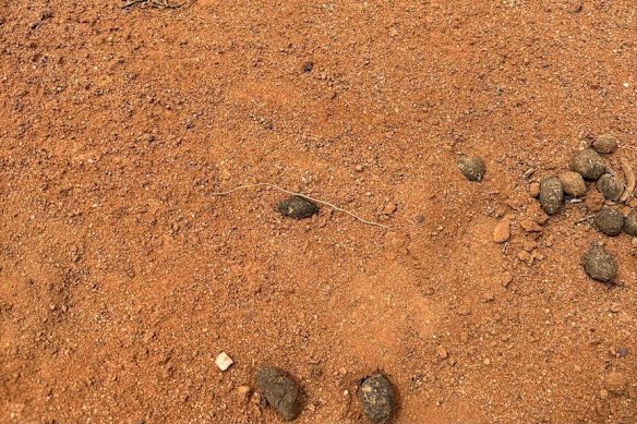 A boot-print found in the ongoing search for missing four-year-old, Gus.
