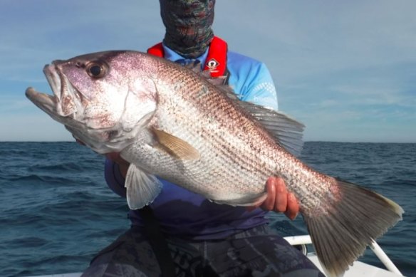Dhufish are key target species for recreational anglers in WA and are endemic to the state.