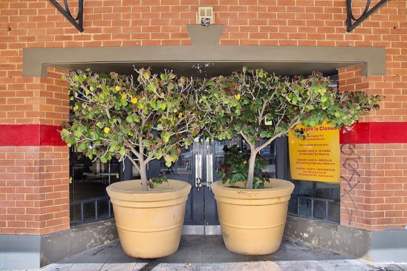Two large potted lemon trees are being used to deter rough sleepers along Fremantle’s iconic Cappuccino Strip.