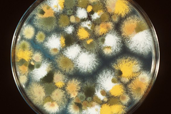 Aspergillus fungi can cause a deadly lung infection.