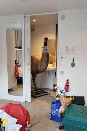 Bruce the emu during the abuduction.