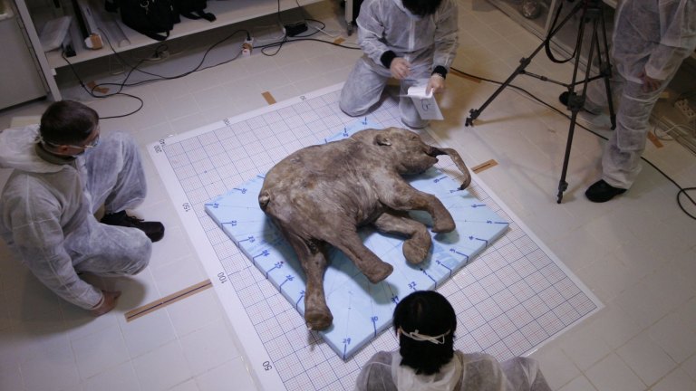 Registri e preparatori del Field Museum si uniscono al team dell'Australian Museum per installare la mostra. Ria Novosti