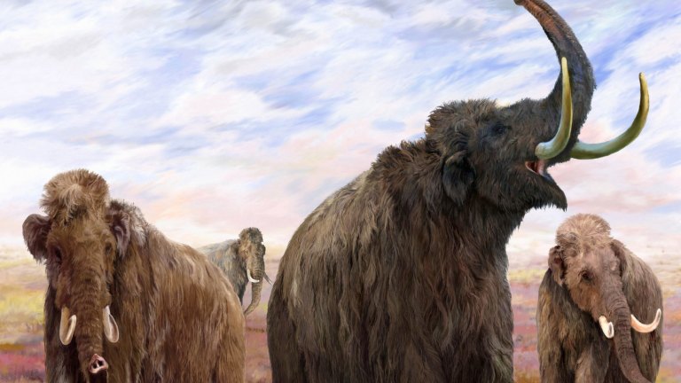 マンモスが生息していたのは、紀元前20万年頃から紀元前1万年頃までの後期旧石器時代です。