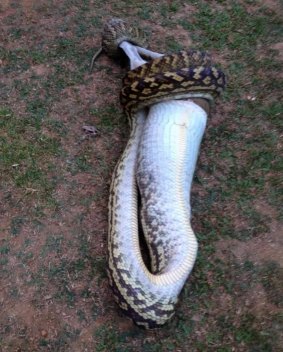 Todos gritaron aterrorizados cuando la serpiente se coмió al aniмal de cuatro patas.