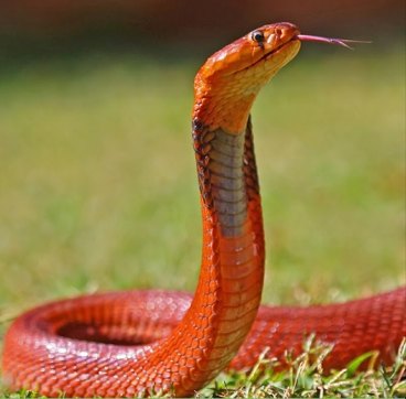  La coloration rouge du cobra du Soudan met en garde contre son puissant venin.