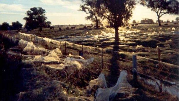 Paddocks in Albury show the extent of the ‘spider rain’. 