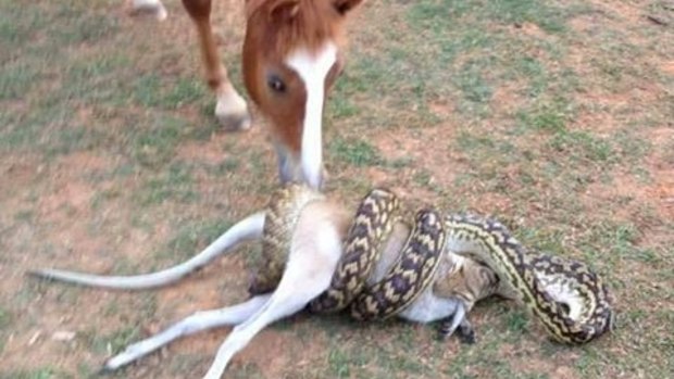 Everyone screamed in terror as the snake ate the four-legged animal.