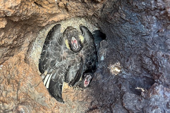 Maintaining nesting hollows is crucially important for the survival of the bird species.