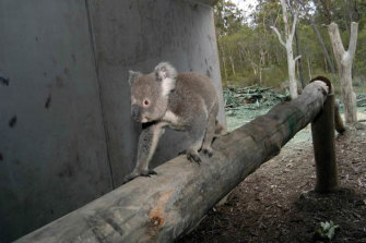 A koala using an underpass crossing in Queensland.