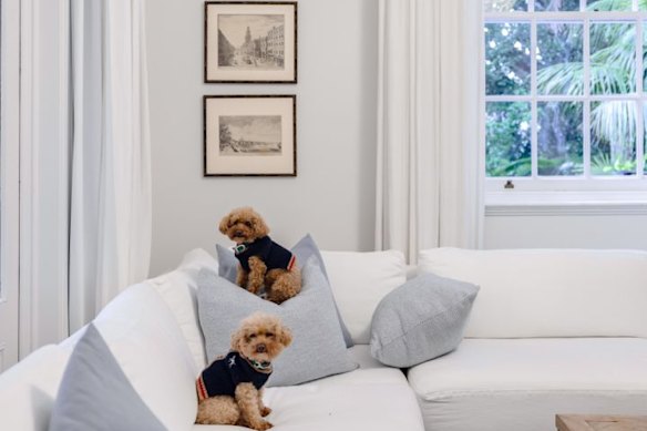 Bronte and Bondi perched on the family couch.