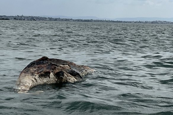 Top Stories Tamfitronics Marine park rangers found the whale carcass off Wellington Point in “poor condition”.