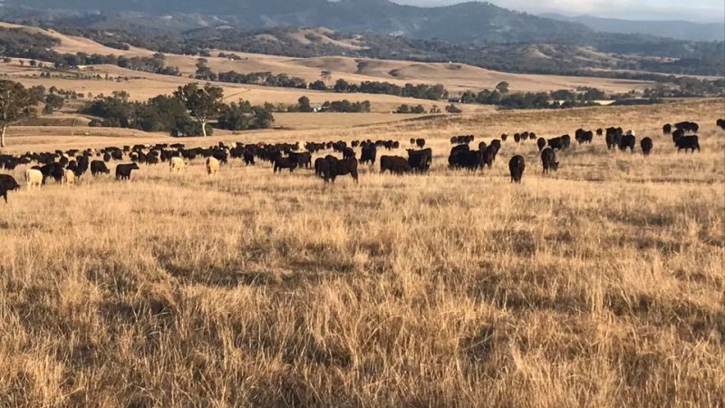 Balarang Station is about an hour’s drive north of Scone.