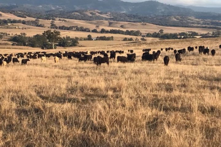 Balarang Station is about an hour’s drive north of Scone.