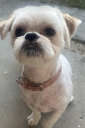 Millie the Maltese shih tzu.