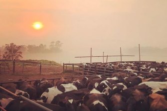 Dairy cattle on a smoky Bruthen farm.