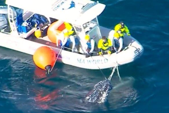 Humpback whales have previously become entangled in shark nets off Kirra Beach on the Gold Coast.