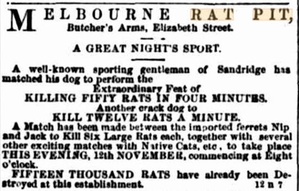 An advertisement for ratting at the Butchers Arms Hotel published in Bell’s Life on November 17, 1859.