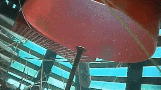 A sea lion pokes its head into a rock lobster trap, but can’t get in because of the metal pole.