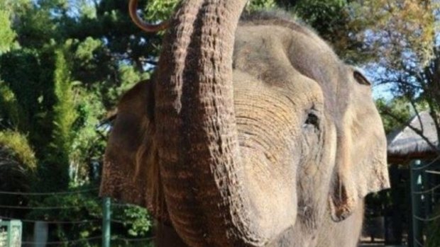 Permai with the elephant guide used by Perth Zoo.