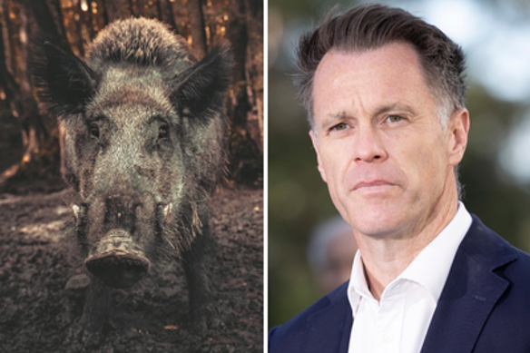 A feral pig and NSW Premier Chris Minns.