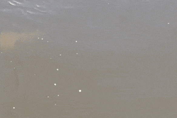 Vision of sharks captured near the bridge.