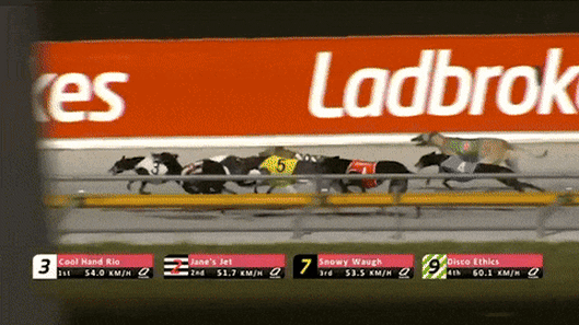 The fall that killed Cool Hand Rio, the 12th greyhound to die as a result of racing at The Q, on July 22.
