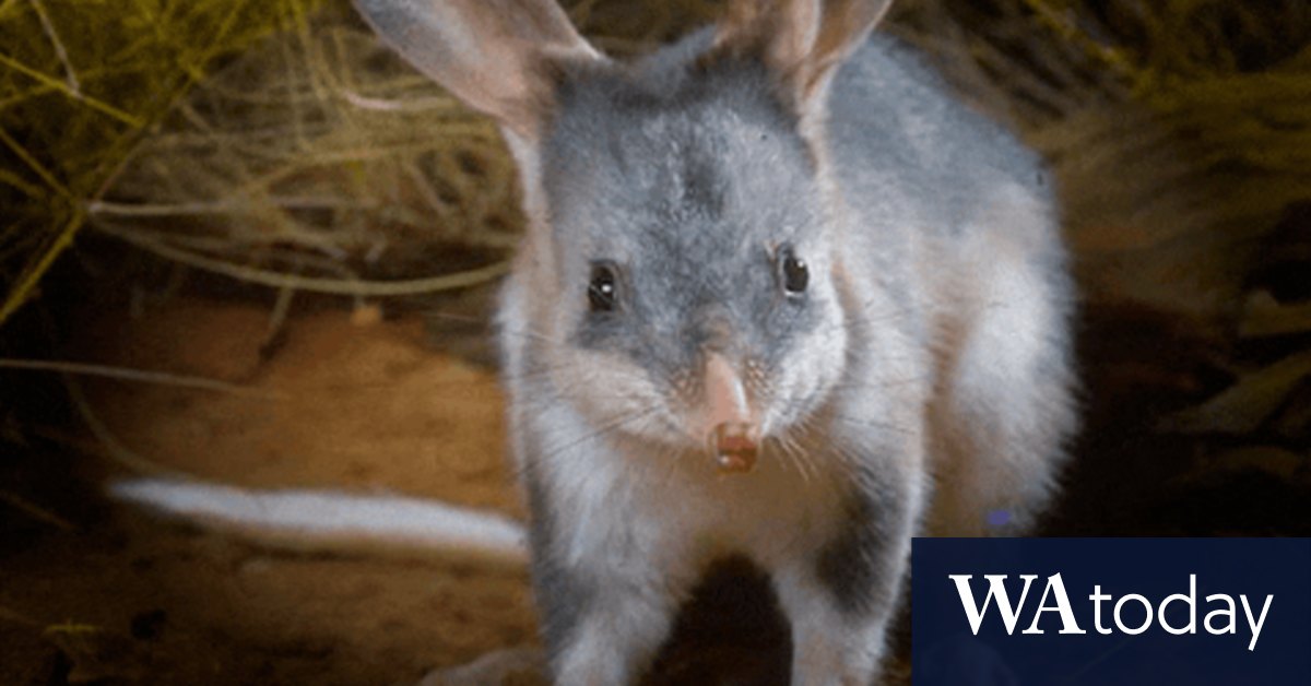 The Australian animals back from the brink of extinction