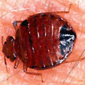 A bed bug.