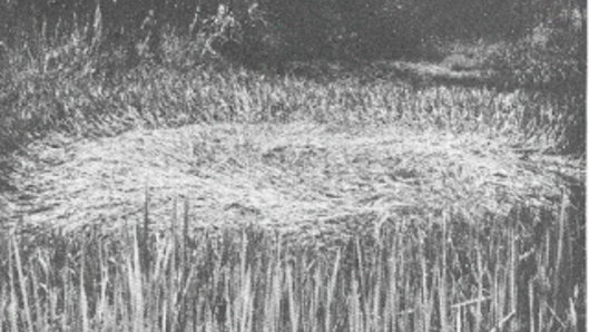 The phenomenon captured national attention.