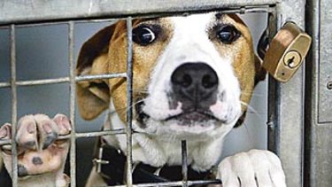 The NSW government has encouraged animal shelters to keep operating.