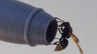 Uma vespa em uma das réplicas de sondas impressas em 3D.