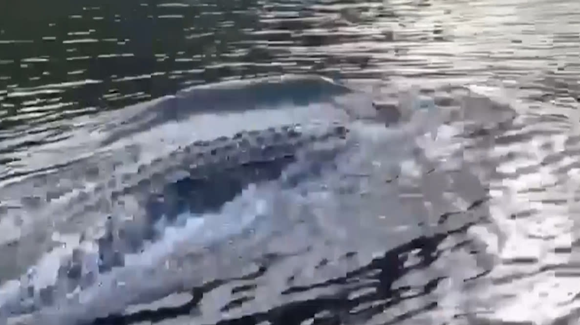 crocodile swimming past boat